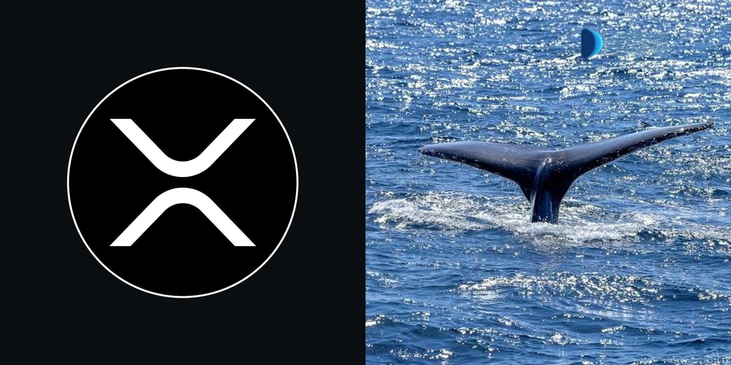 XRP鲸鱼持仓创新高，市场信心隐现但分歧犹存